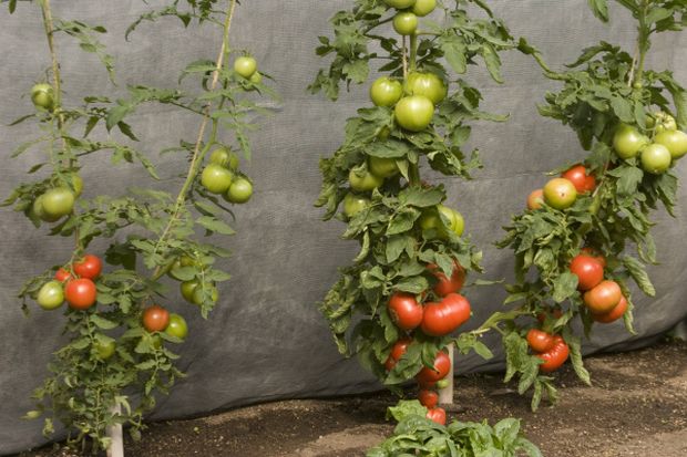 Grafted Tomatoes